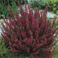calluna_vulgaris_larissa_1