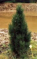 pinus_nigra_obelisk_1