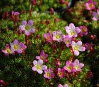 saxifraga_arendsii_stansfieldii
