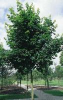 acer_platanoides_farlakes_green