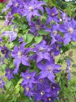 clematis_rhapsody_1