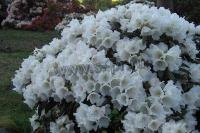 rhododendron_yakusimanum_edelweiss