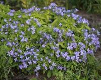 campanula_lactiflora_pouffe_1