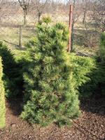 pinus_cembra_aurea