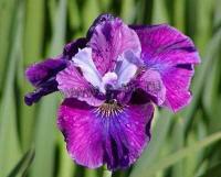 iris_sibirica_roaring_jelly