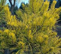 pinvirginwatesgolden