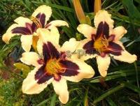 hemerocallis_wild_horses