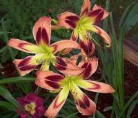 hemerocallis_wild_and_wonderfull