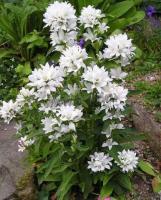 campanula_glomerata_alba_1