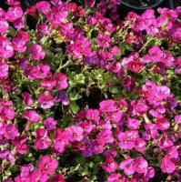 aubrieta_hybrida_axcent_deep_purple