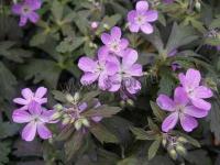 geranium_maculatum_espresso