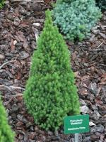 picea_glauca_zuckerhut