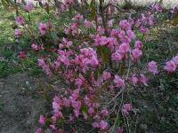 rhododendrondahuricum