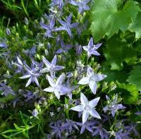 campanula_garganica_filigree