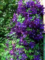 clematis_polish_spirit_1