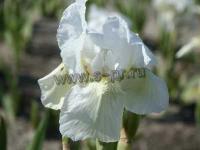 iris_pumila_lilly_white