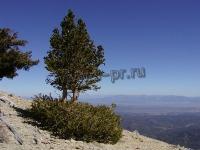 pinus_longaeava_2