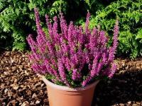 calluna_vulgaris_roter_oktober