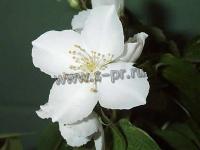 philadelphus_silberregen