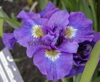 iris_sibirica_double_standard