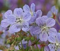 geranium_pratense_mrs_kendall_clark