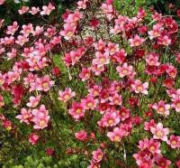 saxifraga_arendsii_rot
