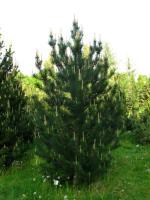 pinus_uncinata
