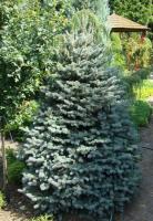 picea_pungens_horstmann