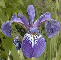 irisversicolor1
