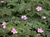 geraniumendressii1