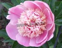 paeonia_lactiflora_sorbet
