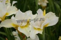 iris_sibirica_dreaming_orange