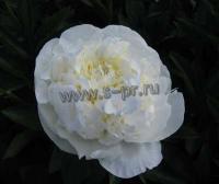 paeonia_lactiflora_lemonie