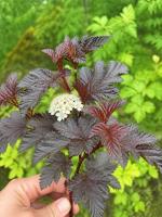 Пузыреплодник калинолистный Summer Wine Black  - фото саженцы, для посадки 