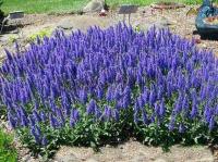 veronica_spicata_nana_blauteppich