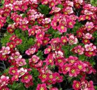 saxifraga_arendsii_triumph