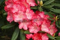 rhododendron_ak_fantastica_2