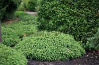 picea_abies_repens_2