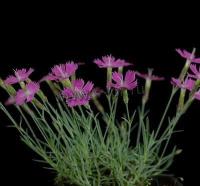 dianthus_alpinus_rubin_1