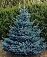 picea_pungens_blue_diamond_1