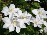 clematis_madame_le_coultre