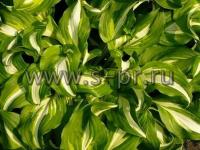 hostaundulatamediovariegata1
