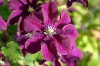 clematis_warszawska_nike_1