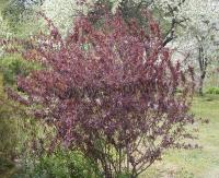 berberis_vulgaris_atropurpurea