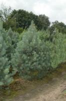 pinus_sylvestris_glauca