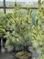 Сосна кедровая стланниковая Chlorocarpa 2