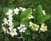 primula_vulgaris_white