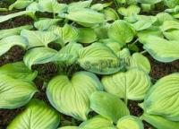 hosta_hybride_guacamole