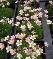 saxifraga_arendsii_roseum_elegans