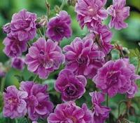 geranium_himalayense_plenum_birch_double